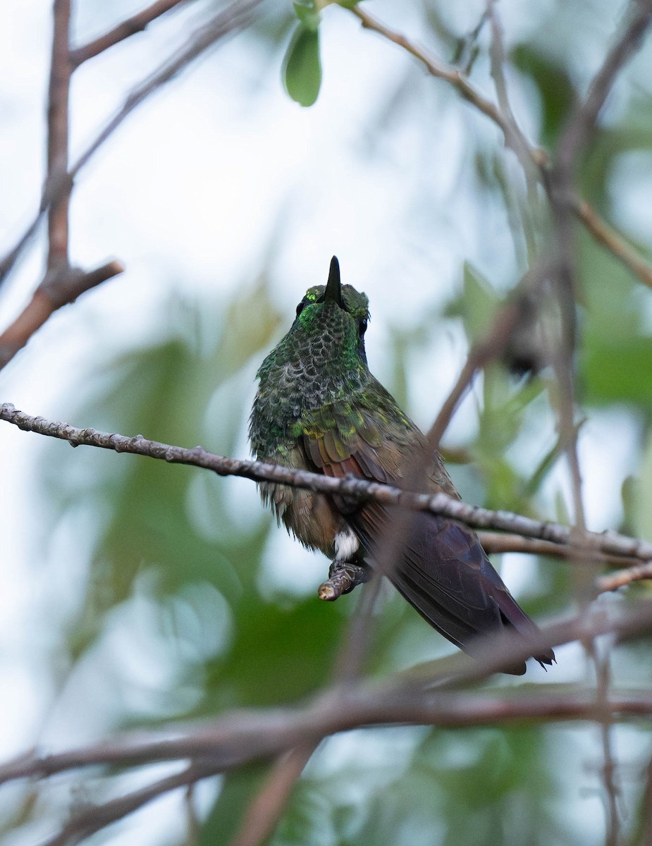 kolibřík mexický - ML620018380