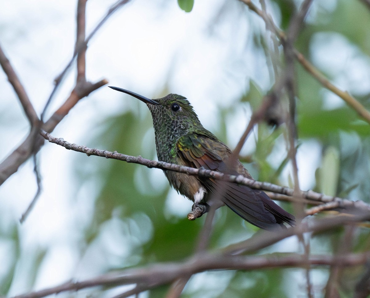 kolibřík mexický - ML620018381
