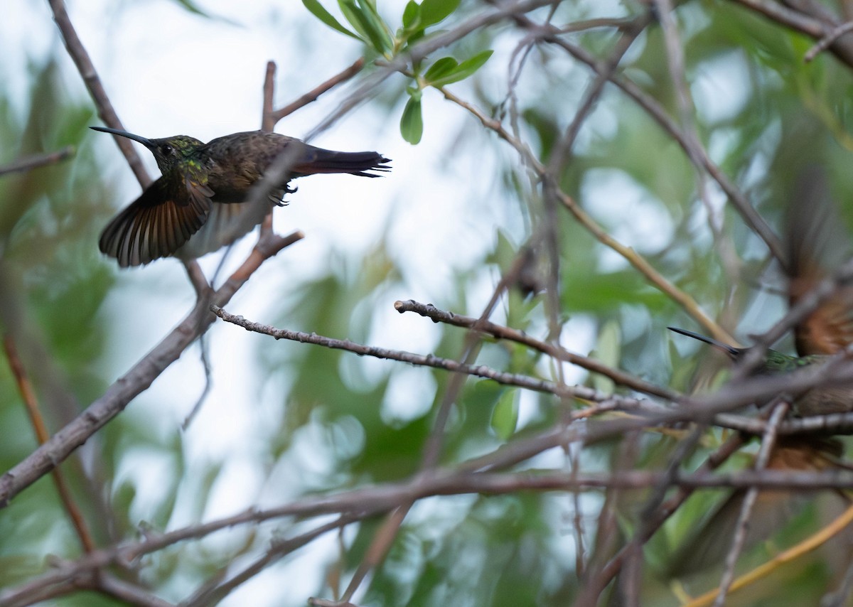 kolibřík mexický - ML620018386
