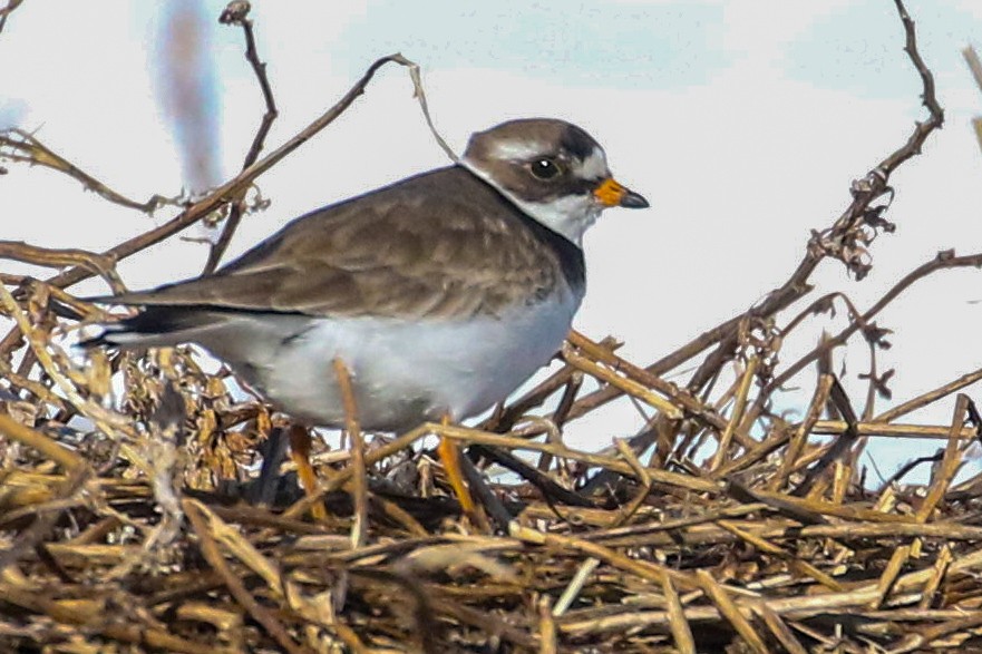 Common Ringed Plover - ML620018396