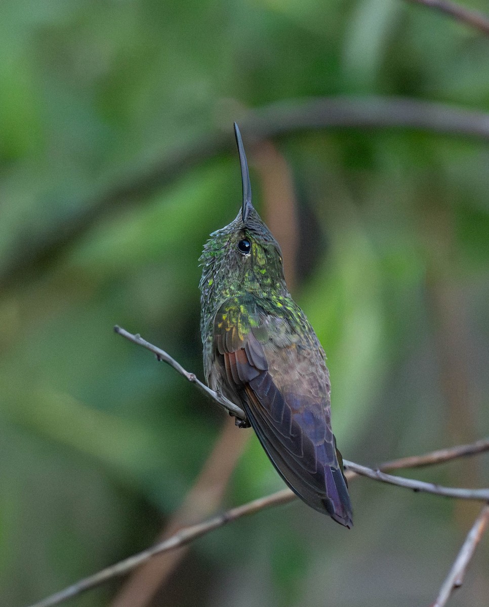 kolibřík mexický - ML620018397