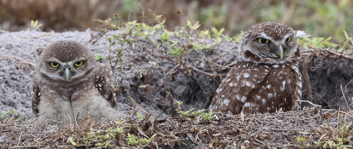 Burrowing Owl - ML620018431