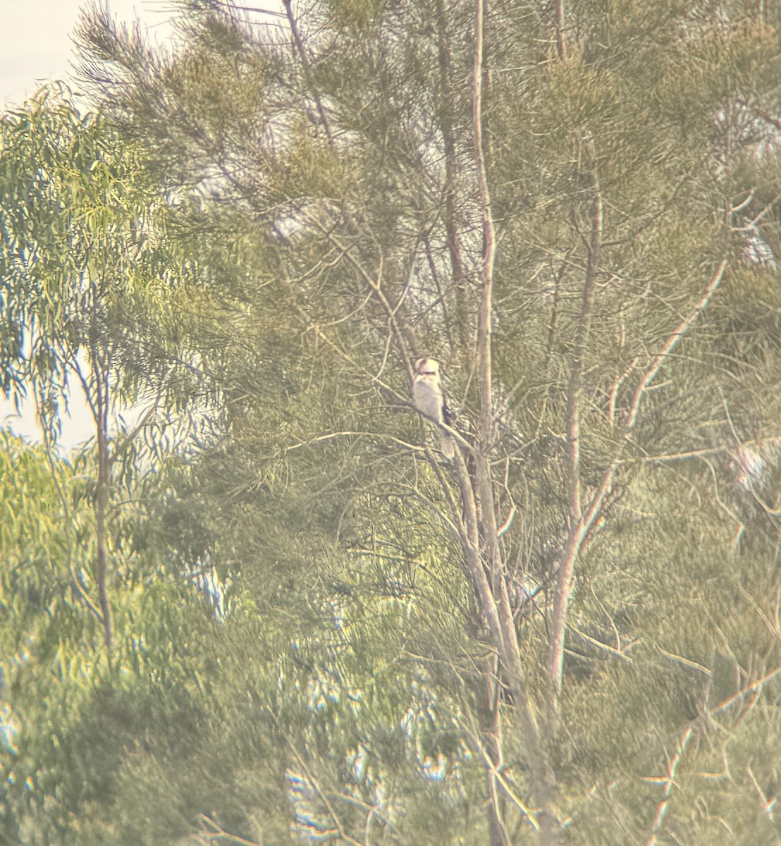 Laughing Kookaburra - Maia Oliver