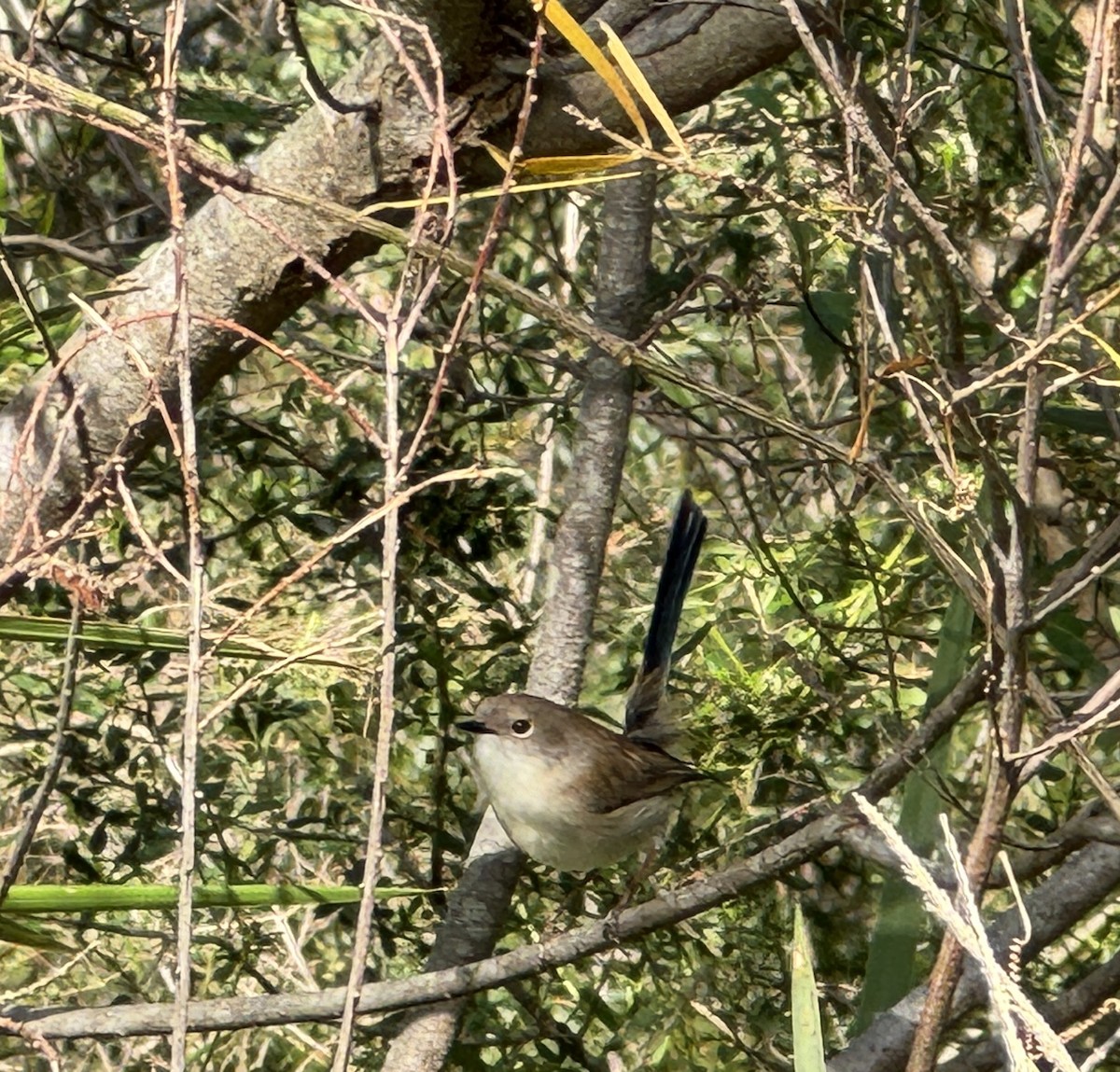 Superb Fairywren - ML620018460