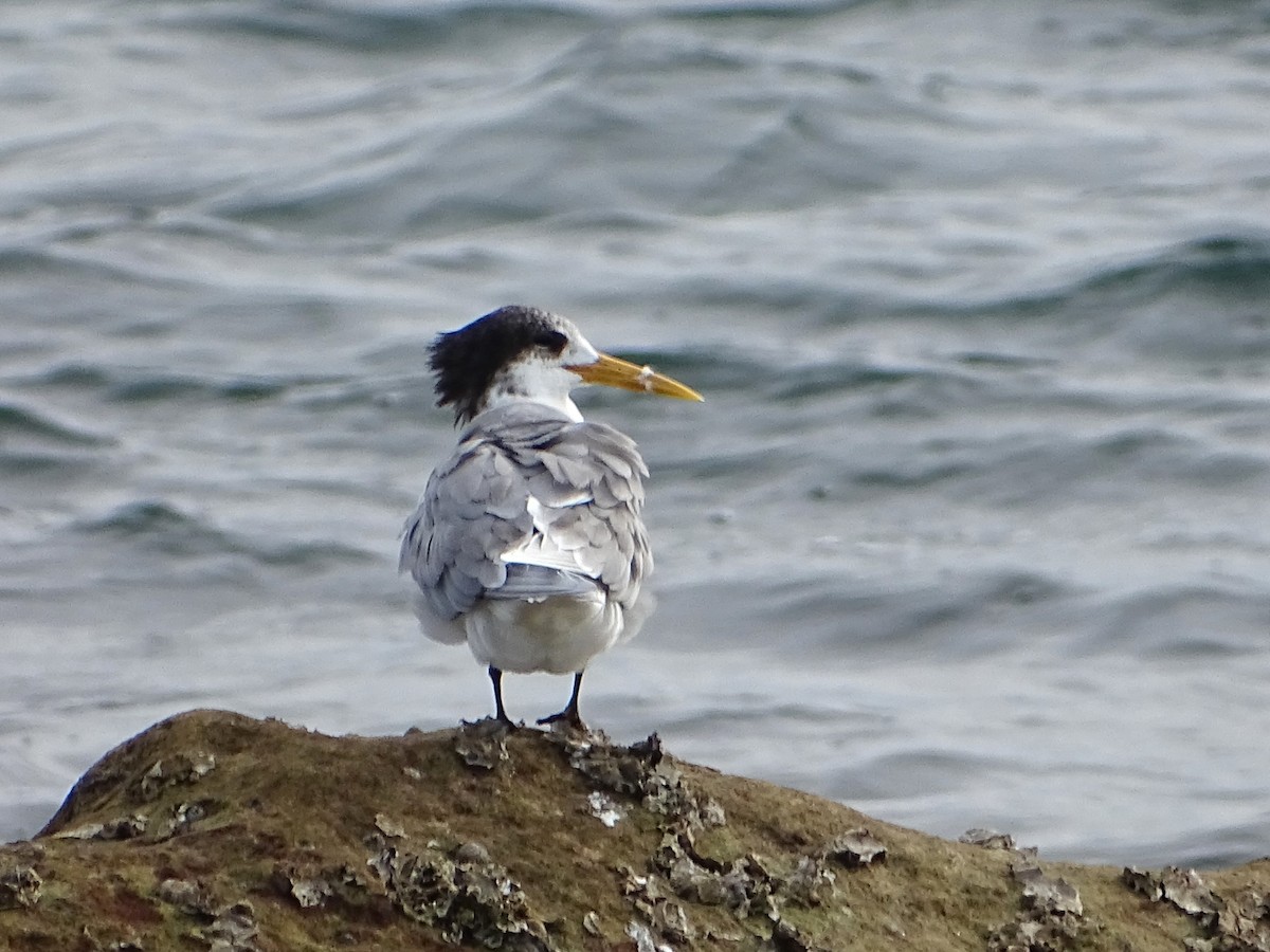 Great Crested Tern - ML620018468