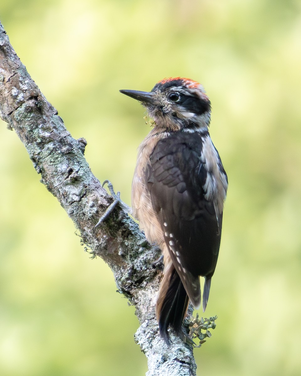 Hairy Woodpecker - ML620018470