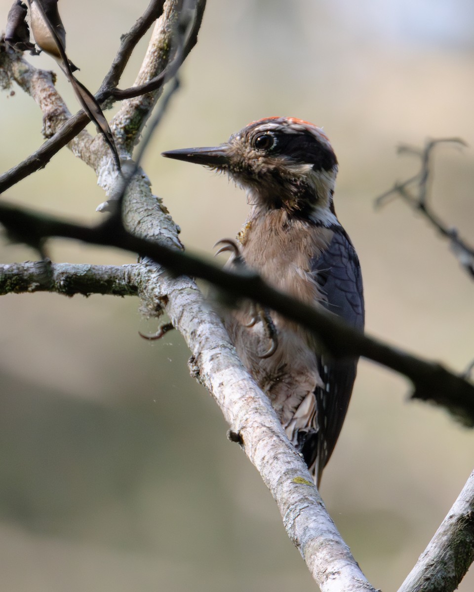 Hairy Woodpecker - ML620018473