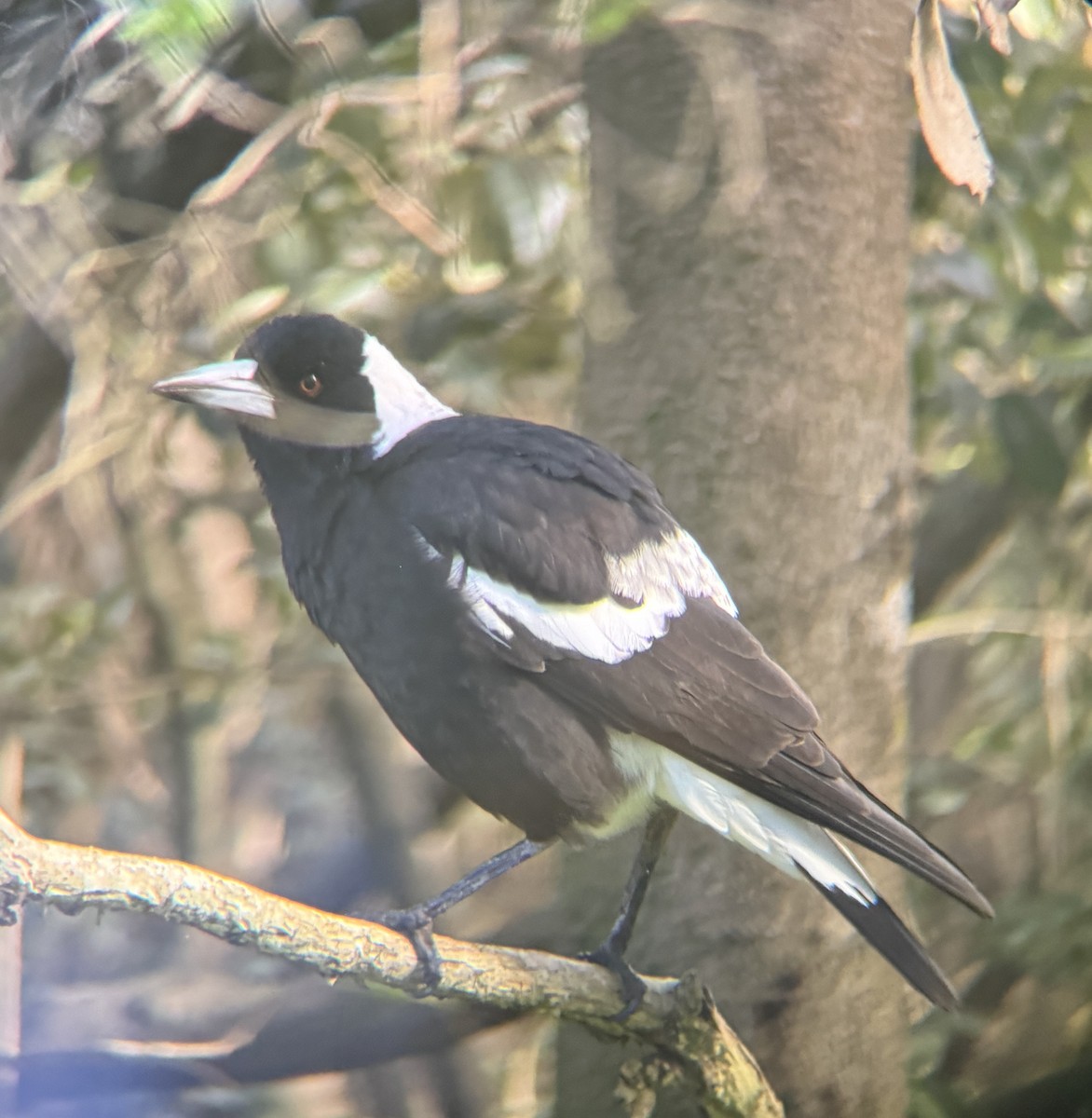 Australian Magpie (Black-backed) - ML620018476