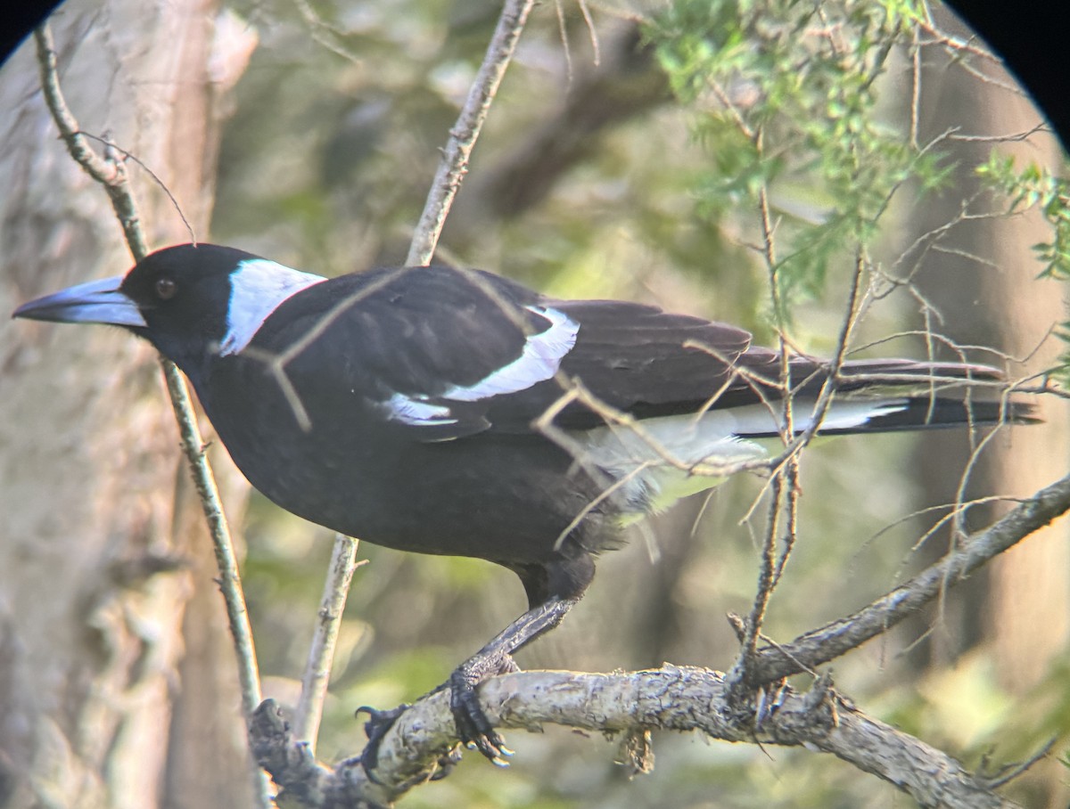 Australian Magpie (Black-backed) - ML620018477