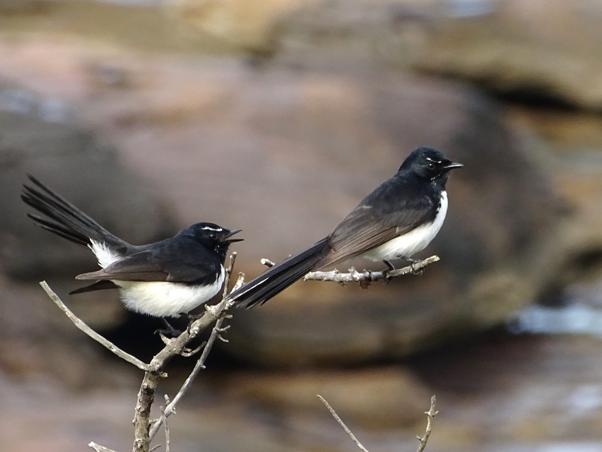 Willie-wagtail - ML620018483