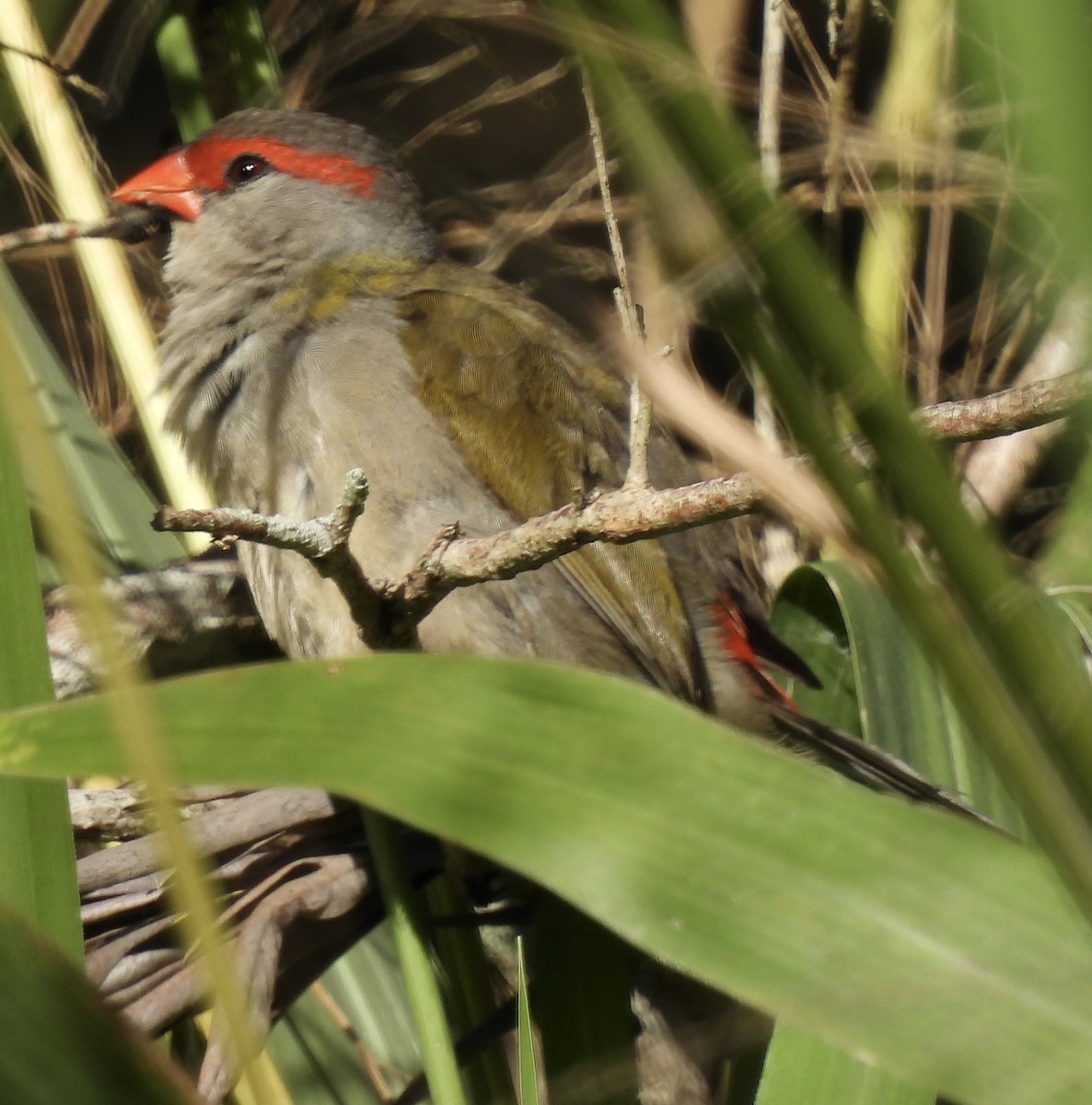 Red-browed Firetail - ML620018494