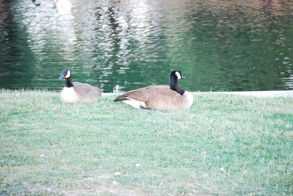 Canada Goose - ML620018503