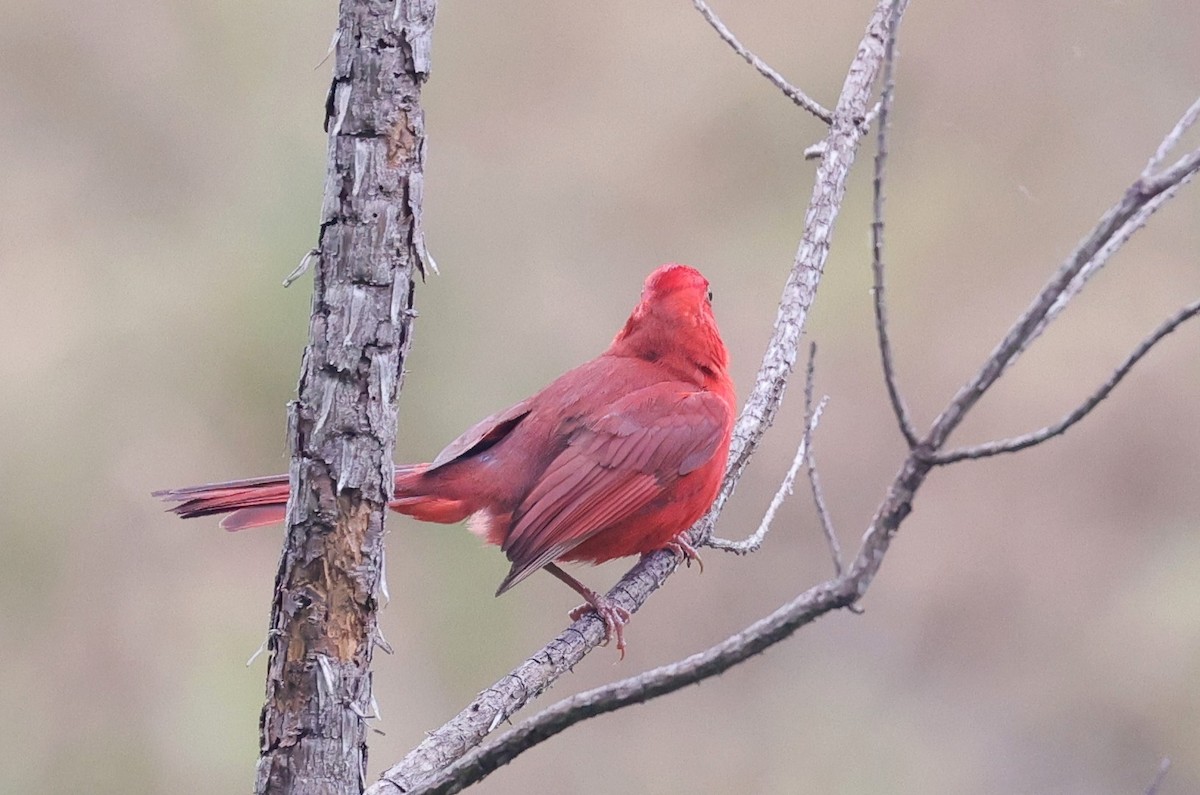Cardinal rouge - ML620018522