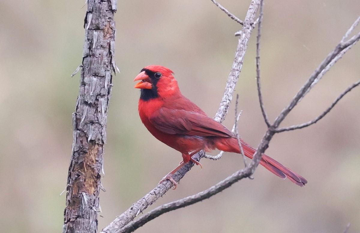 Cardinal rouge - ML620018523