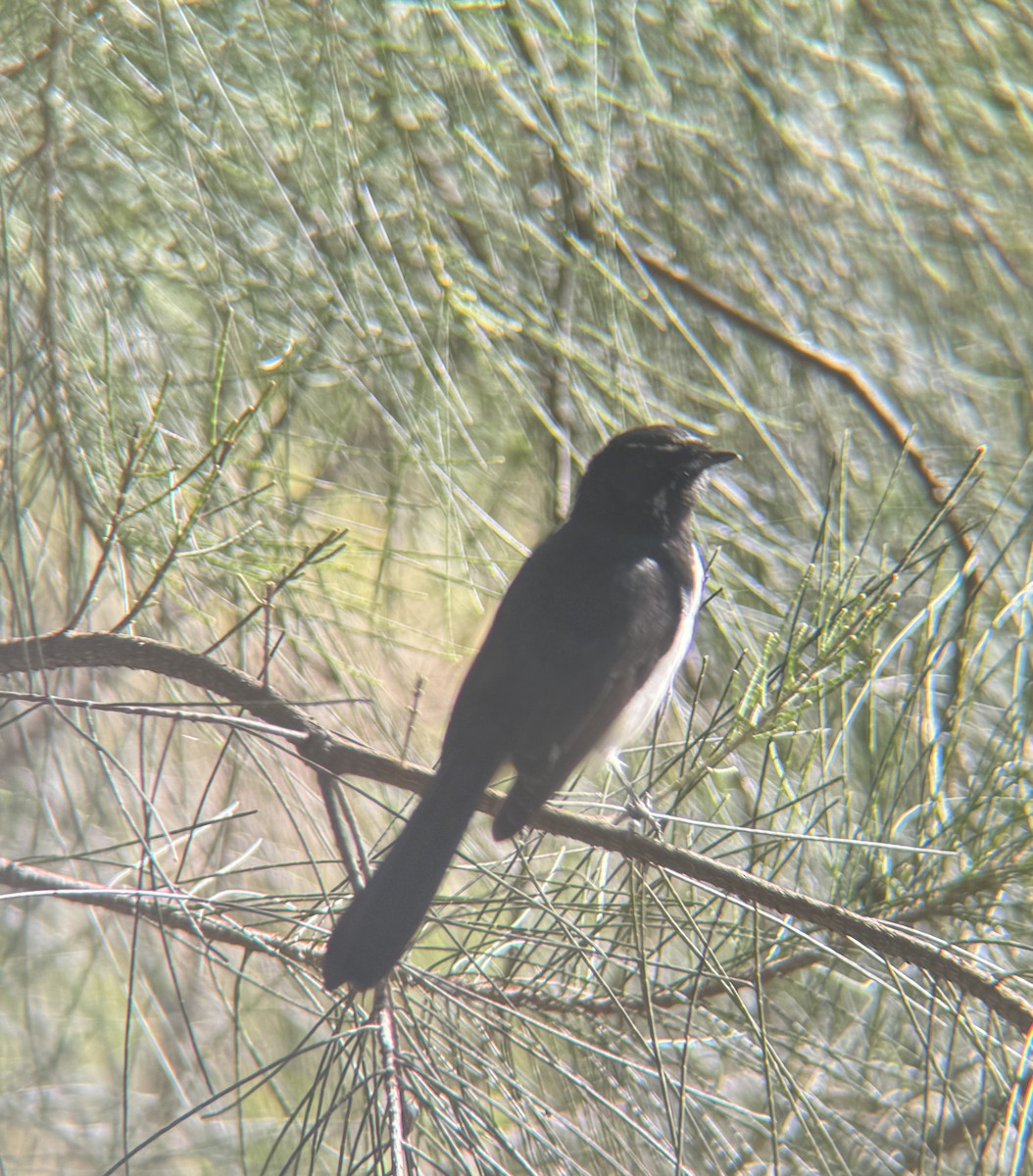 Willie-wagtail - ML620018524