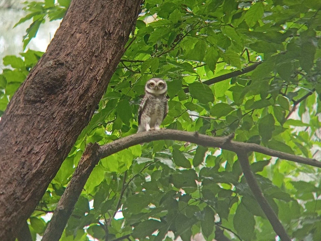 Spotted Owlet - ML620018533