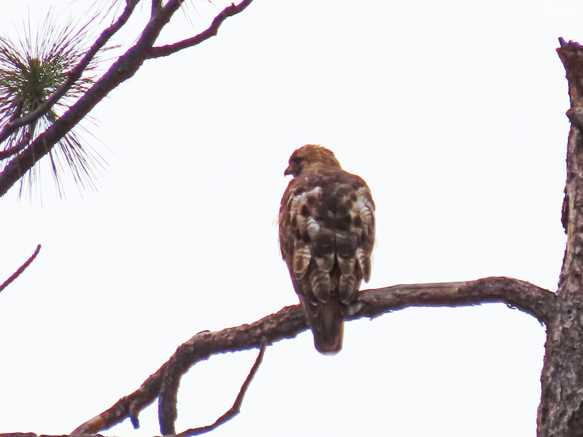 Red-tailed Hawk - ML620018536