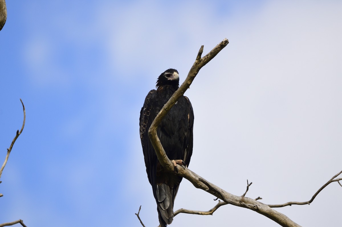 Wedge-tailed Eagle - ML620018541