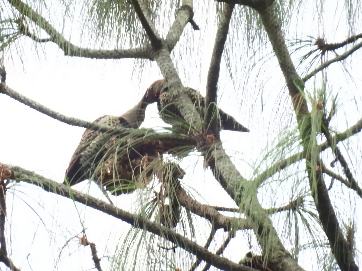 Northern Flicker - ML620018552