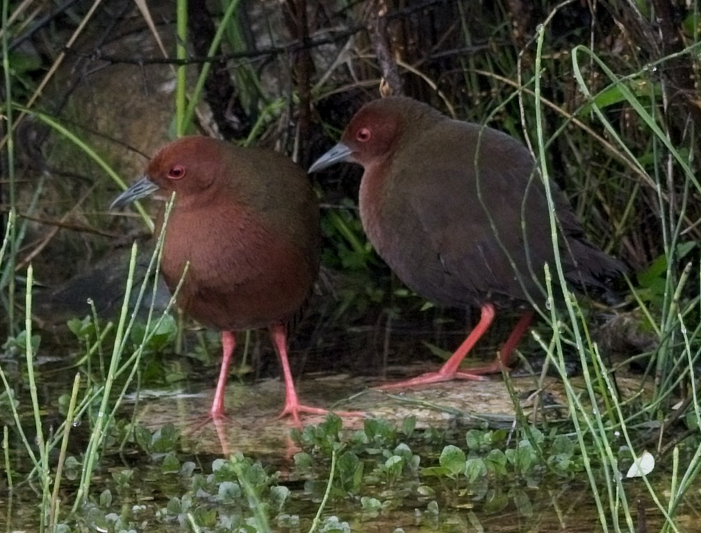 Ruddy-breasted Crake - ML620018565