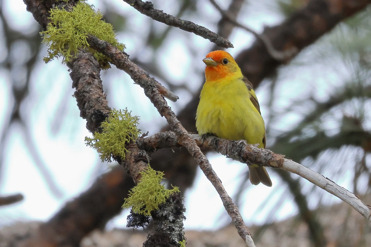 Western Tanager - ML620018579