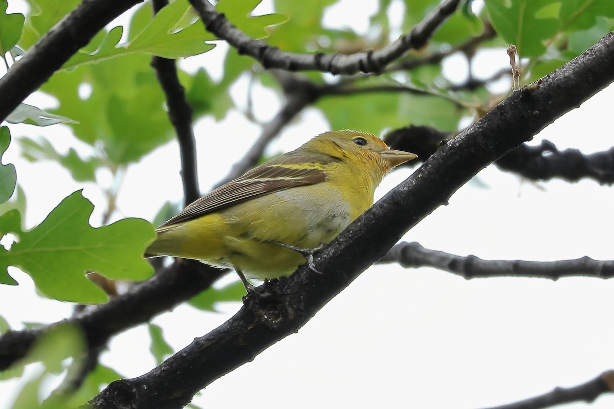 Western Tanager - ML620018591