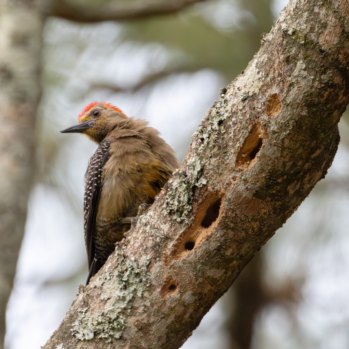 Golden-fronted Woodpecker (Velasquez's) - ML620018601
