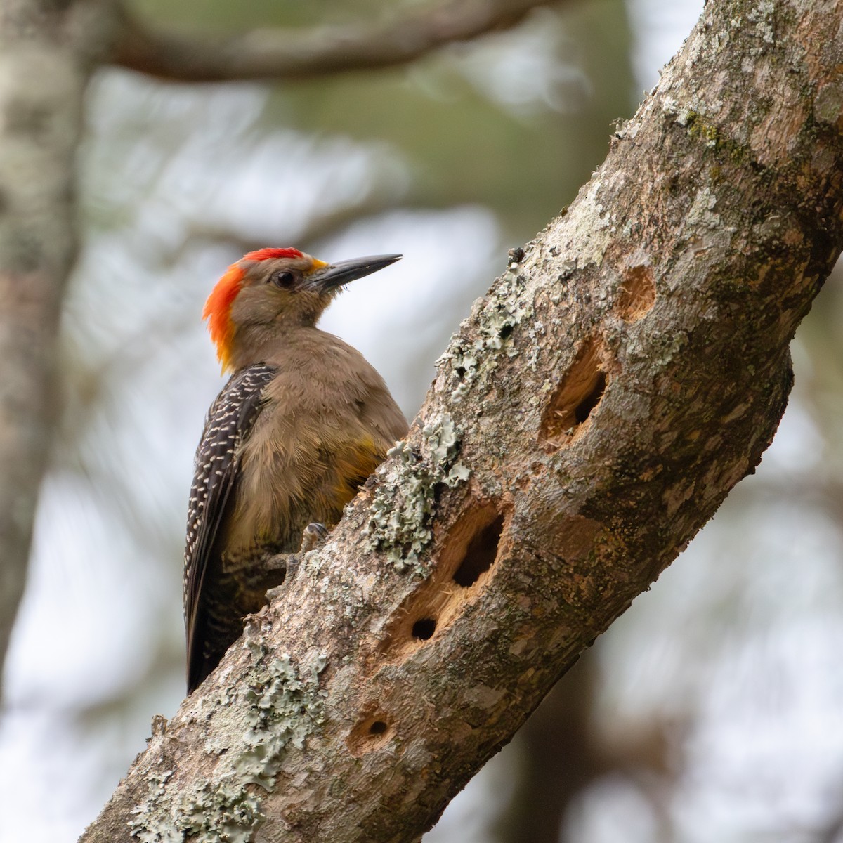 Golden-fronted Woodpecker (Velasquez's) - ML620018602