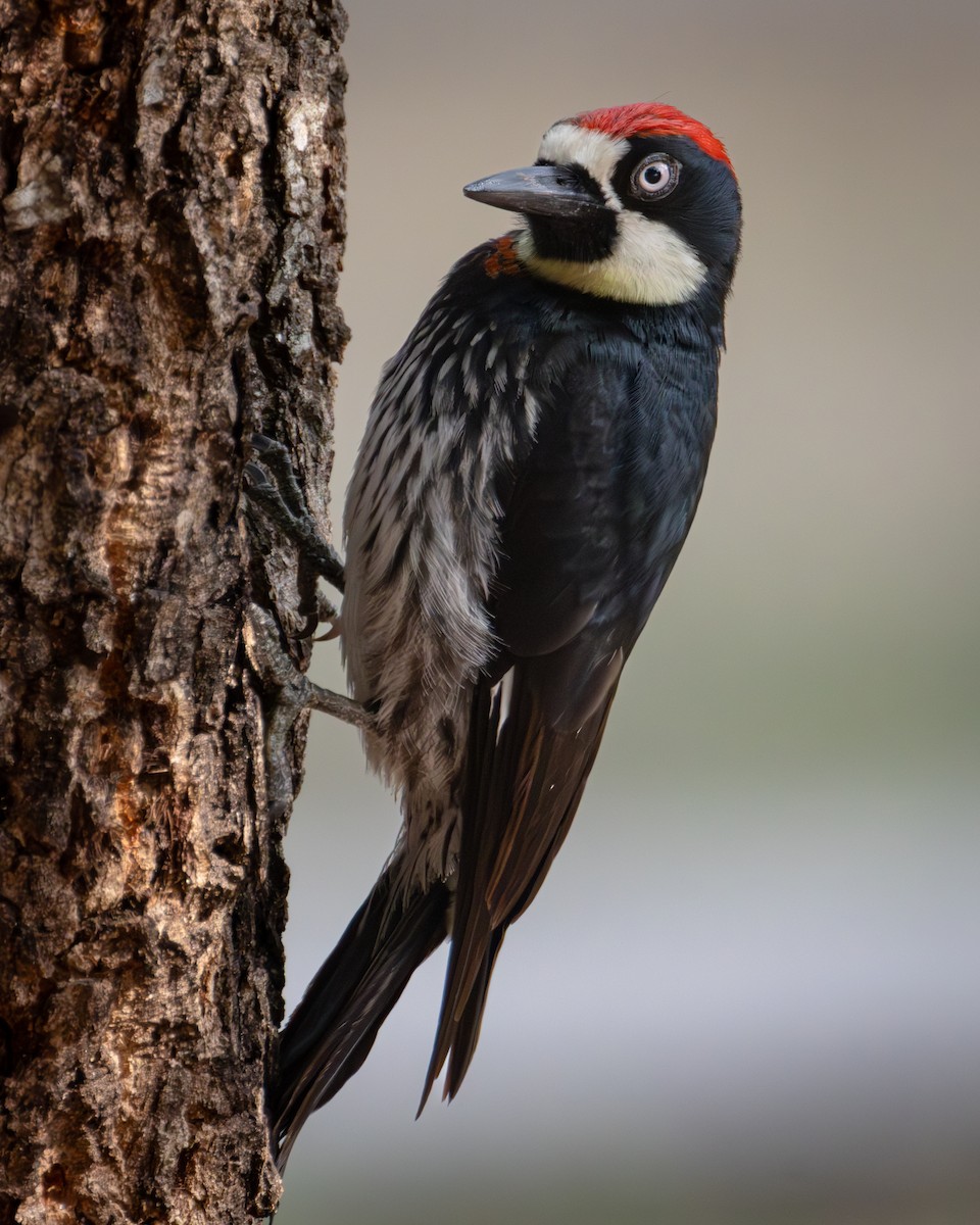 Acorn Woodpecker (Acorn) - ML620018603
