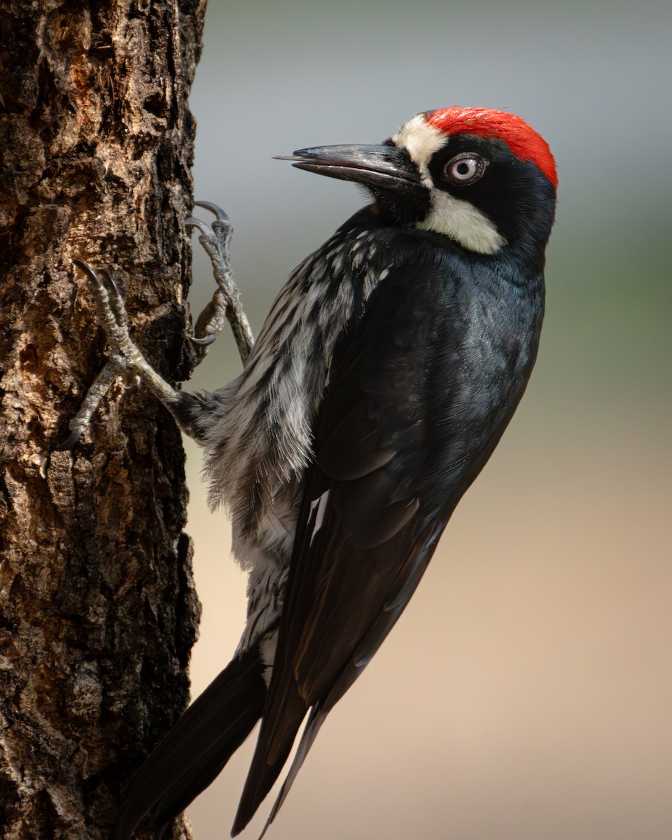 Acorn Woodpecker (Acorn) - ML620018604