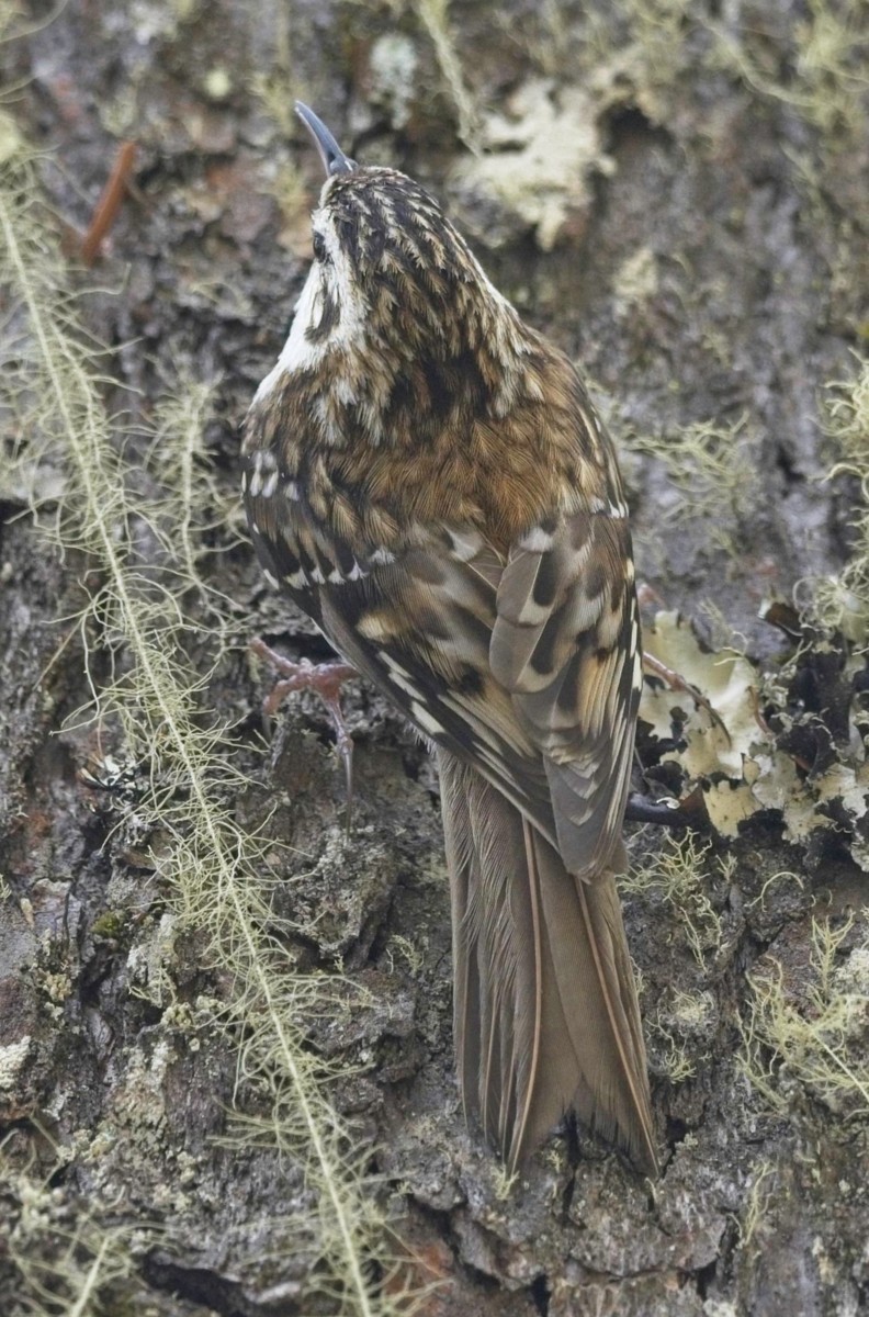 Hodgson's Treecreeper - ML620018620