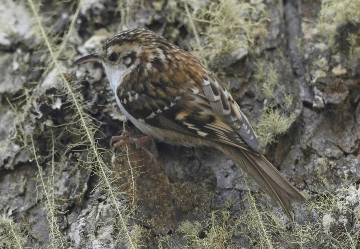 Hodgson's Treecreeper - ML620018621