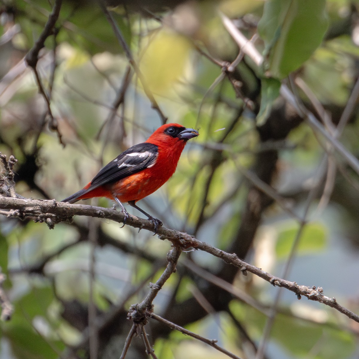 White-winged Tanager - ML620018644