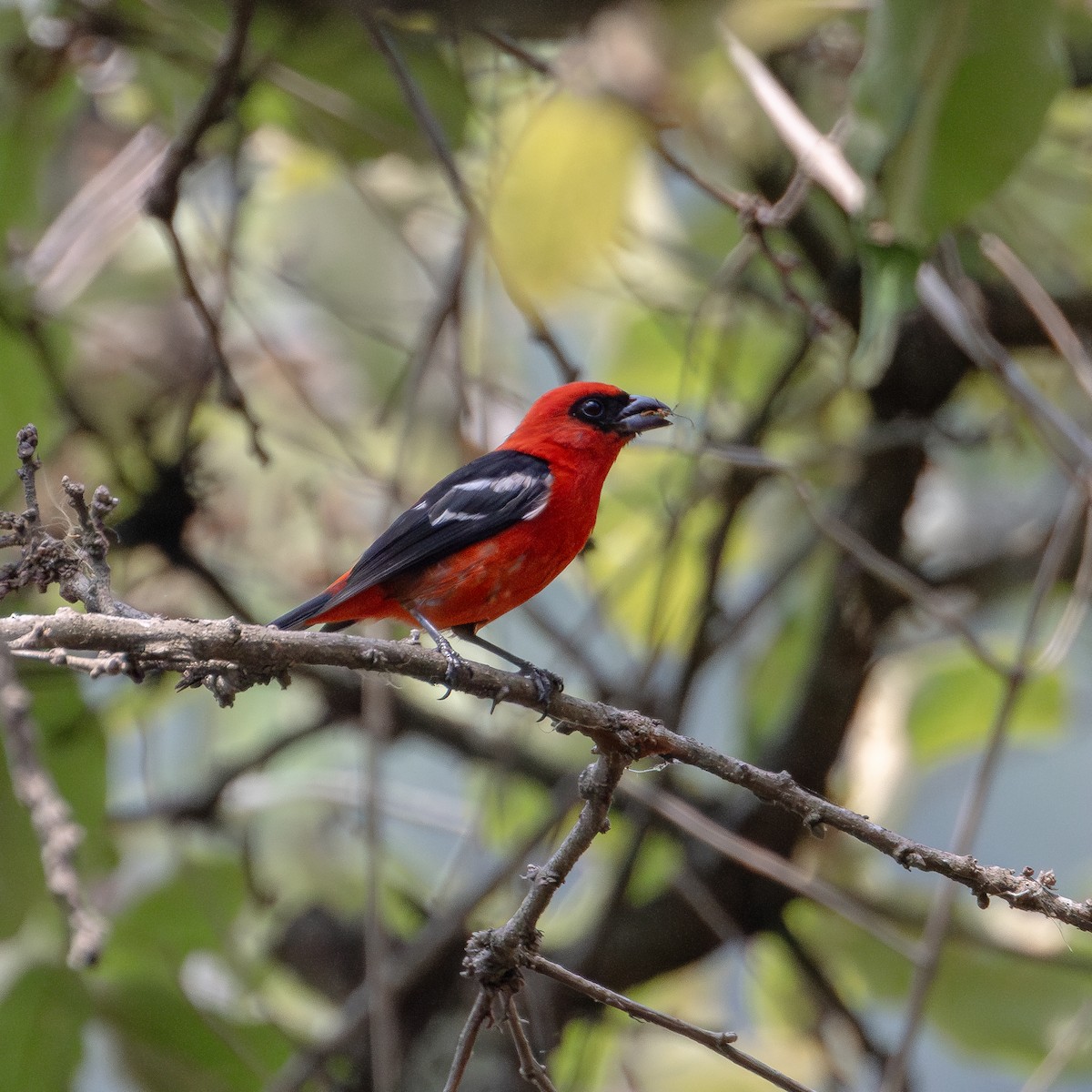 White-winged Tanager - ML620018645