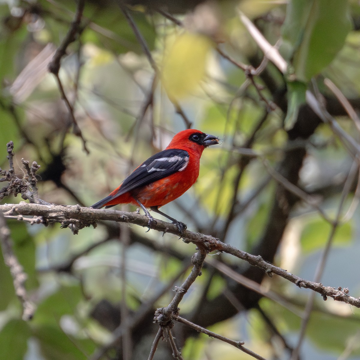 White-winged Tanager - ML620018646