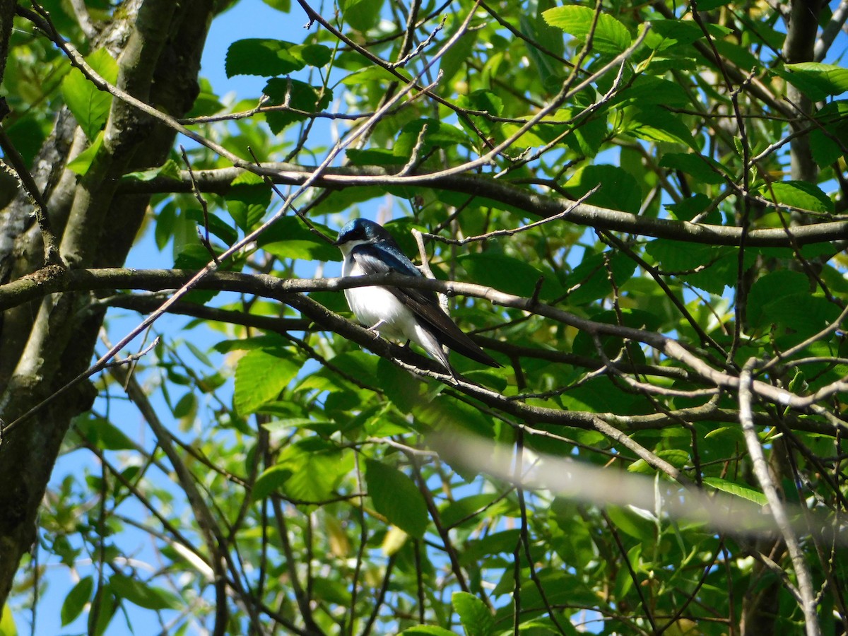 Tree Swallow - ML620018656