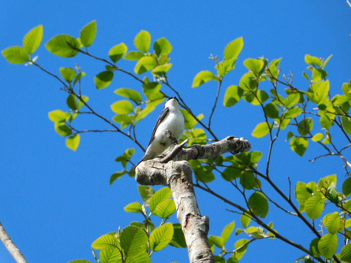 Tree Swallow - ML620018661