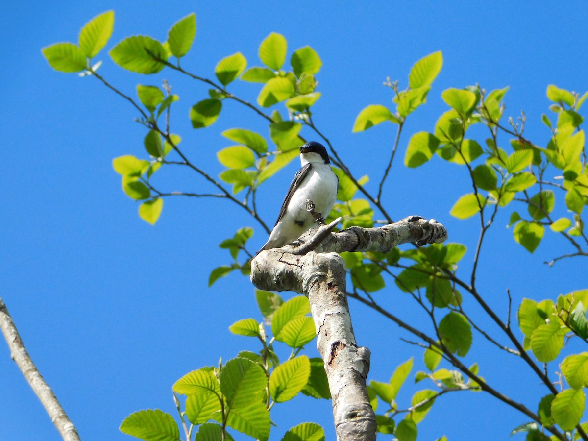 Tree Swallow - ML620018662