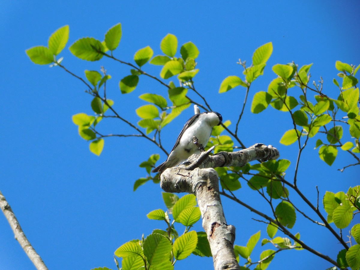 Tree Swallow - ML620018663