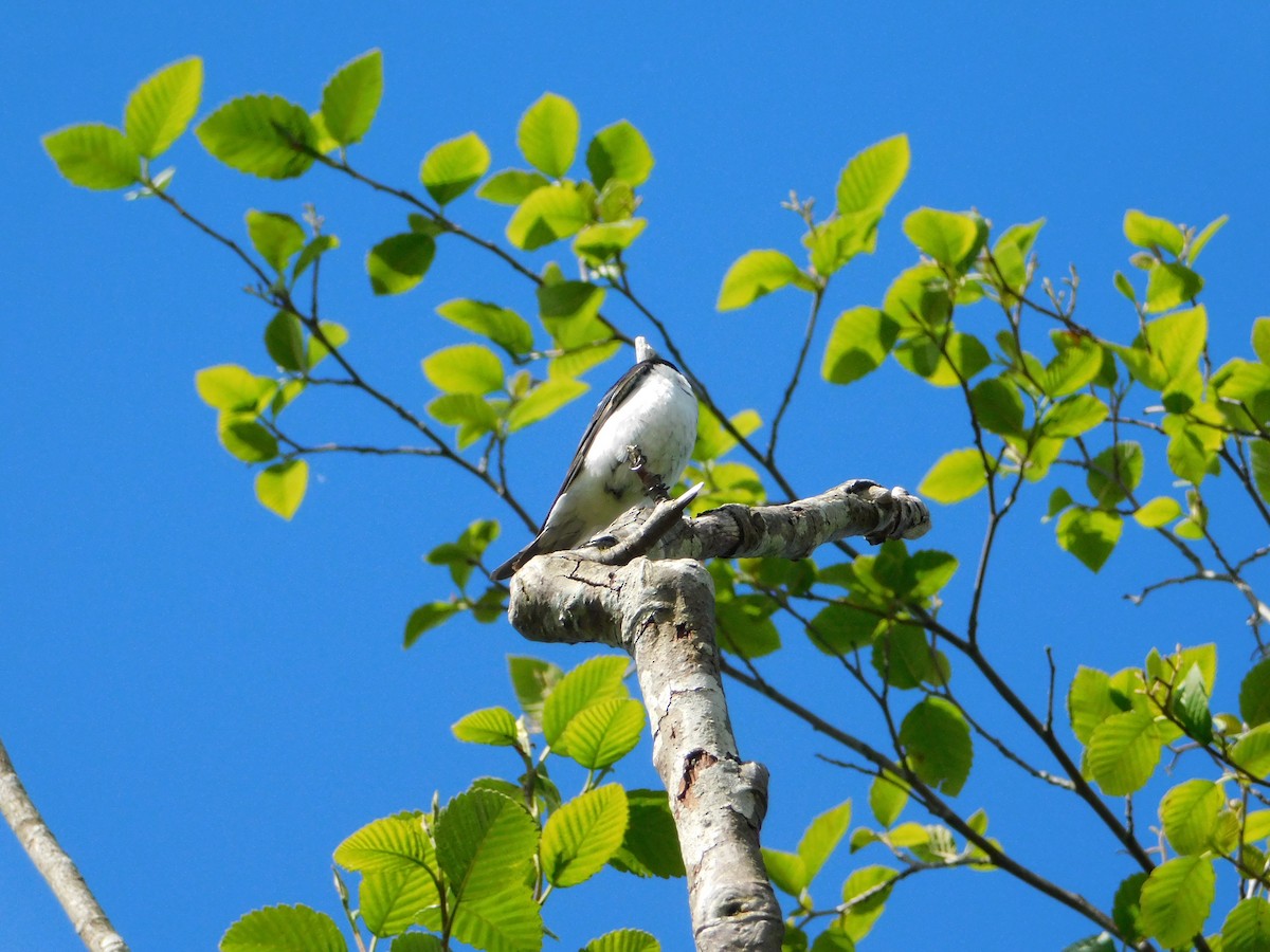 Tree Swallow - ML620018665