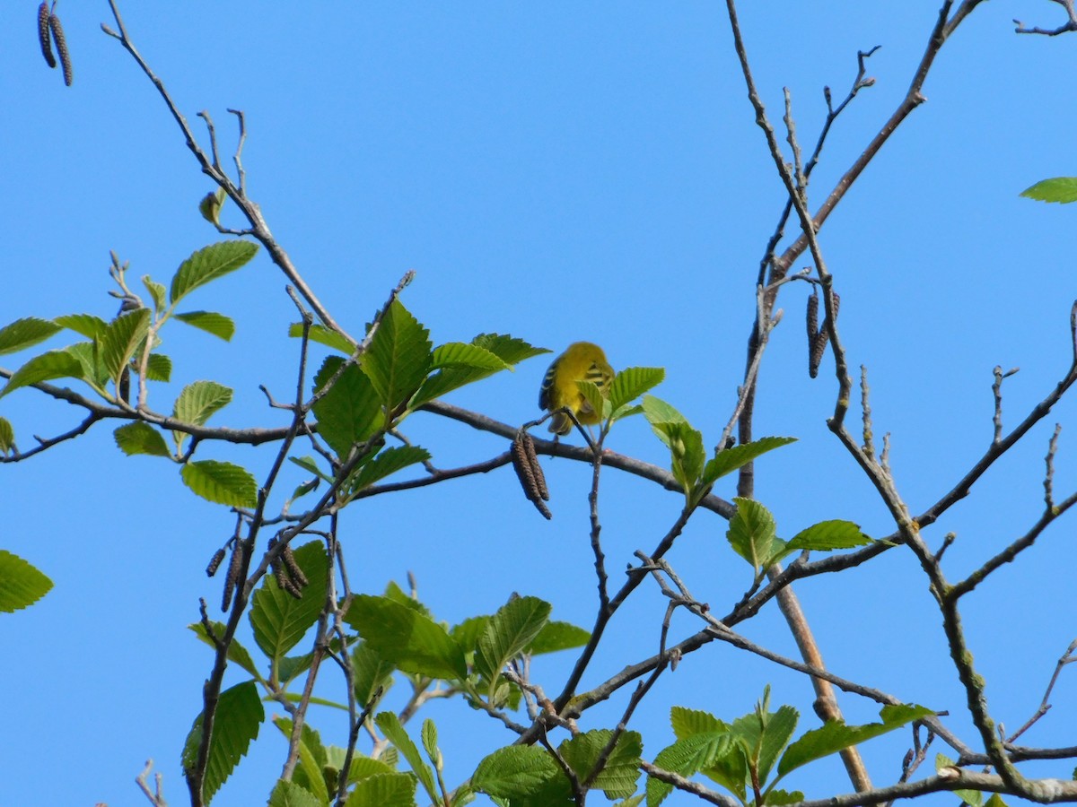 Yellow Warbler - ML620018704