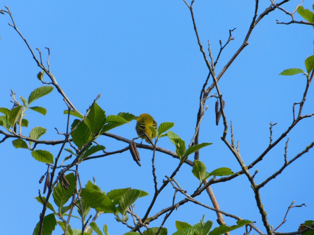 Yellow Warbler - ML620018705
