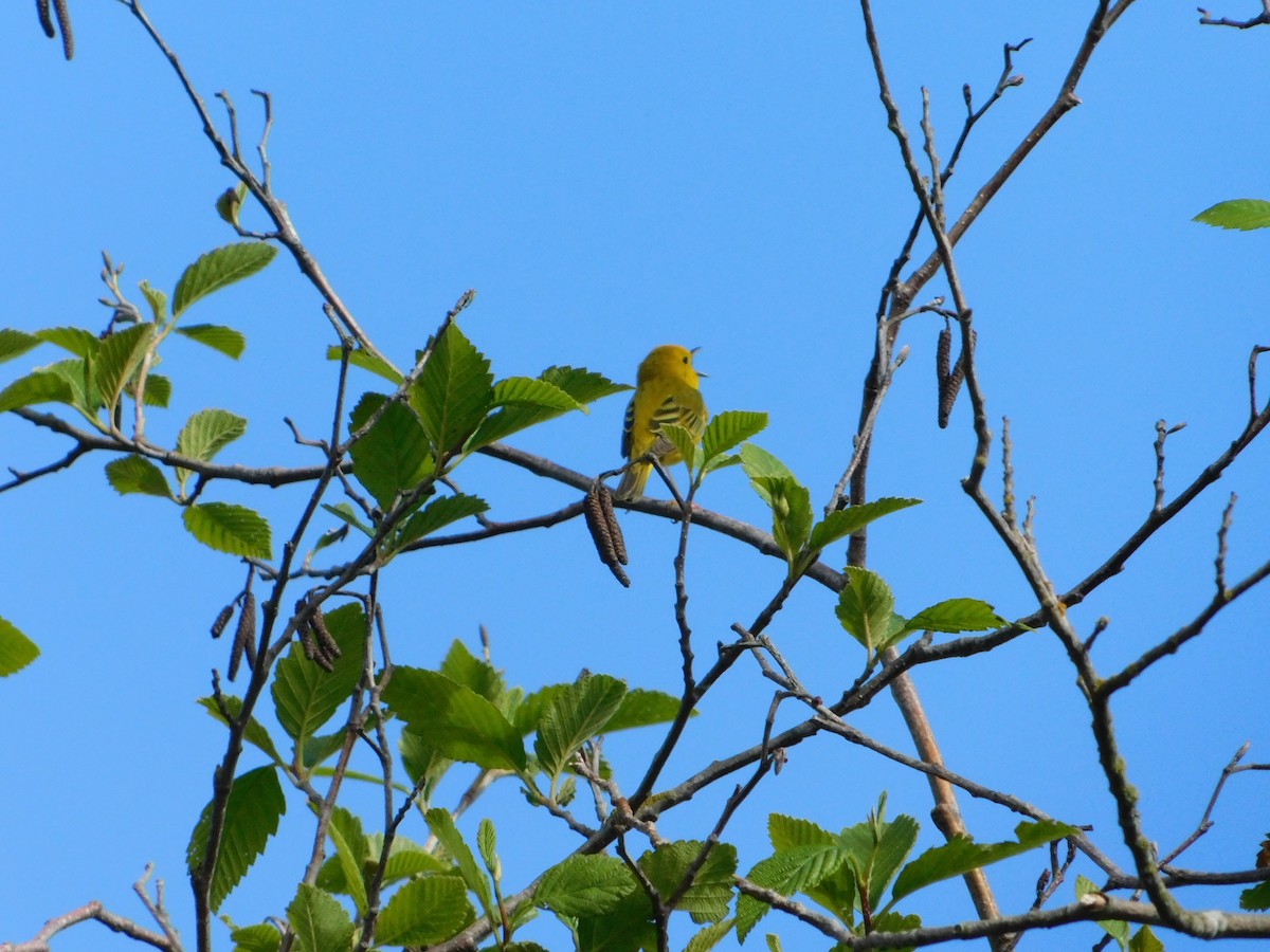 Yellow Warbler - ML620018706