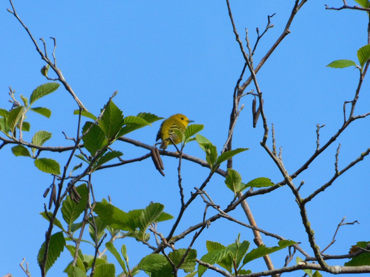 Yellow Warbler - ML620018708