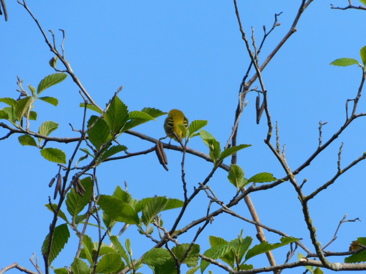 Yellow Warbler - ML620018709