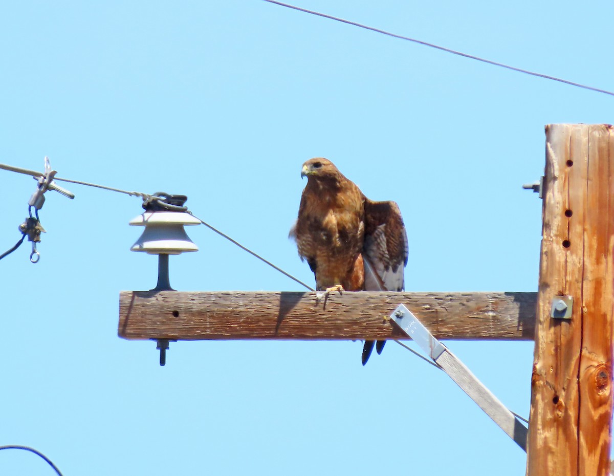 Red-tailed Hawk - ML620018715