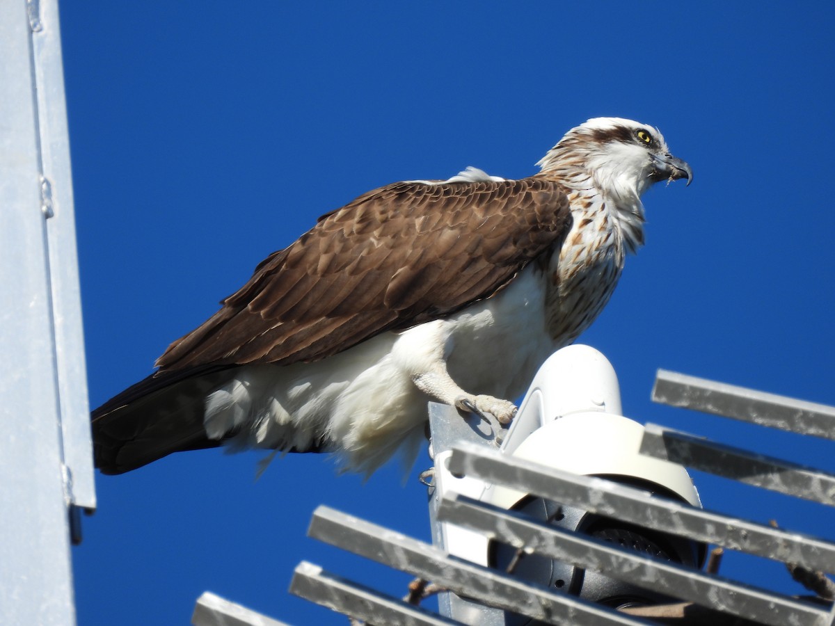 Águila Pescadora - ML620018734