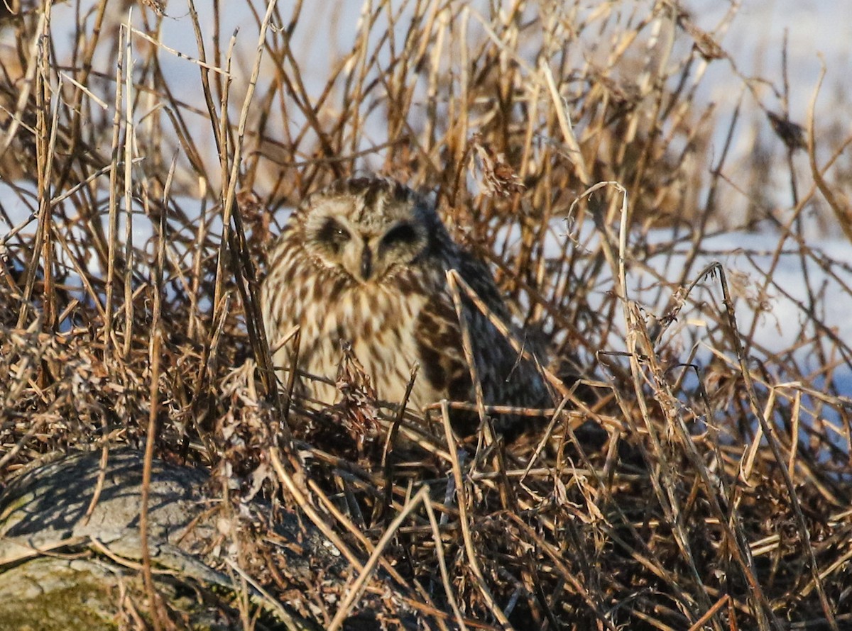 Short-eared Owl - ML620018782