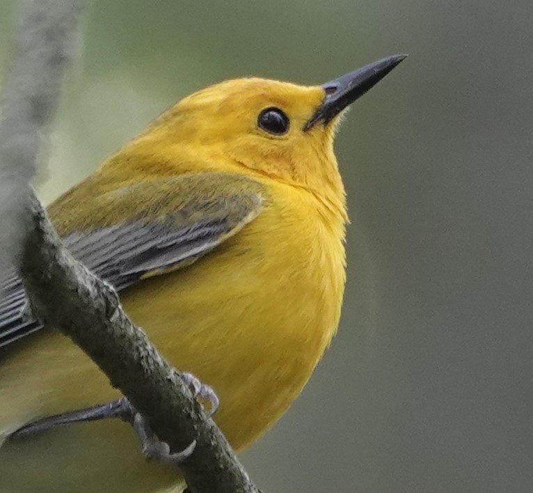 Prothonotary Warbler - ML620018784