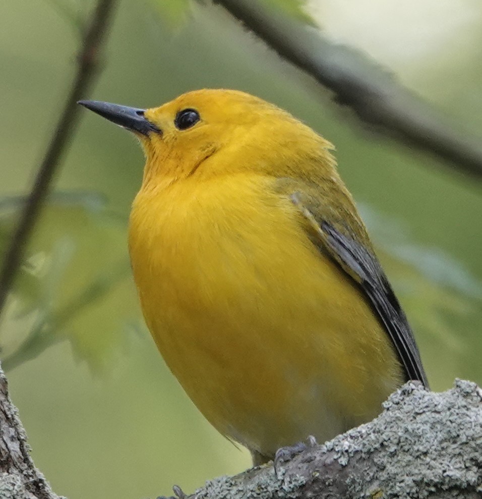 Prothonotary Warbler - ML620018785
